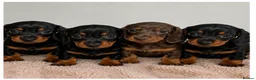Dachshund dogs for sale: 7 miniature dachshund puppies  - Advert 1
