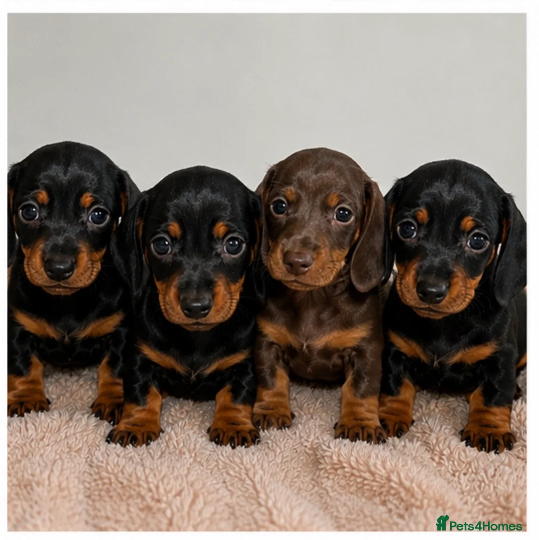 Dachshund dogs for sale: 7 miniature dachshund puppies  - Advert 1
