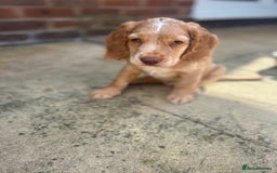 Cocker Spaniel dogs for sale: ONE LEFT - Ready to go - Beautiful Family-Raised - Image 17