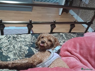 Poodle dogs Female Teacup Poodle - Advert 1