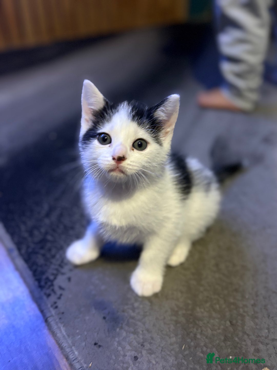 Mixed Breed cats for sale: Two kittens available for new homes  - Image 2