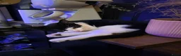 Mixed Breed cats for sale: 2 black and white Male kittens - Advert 3