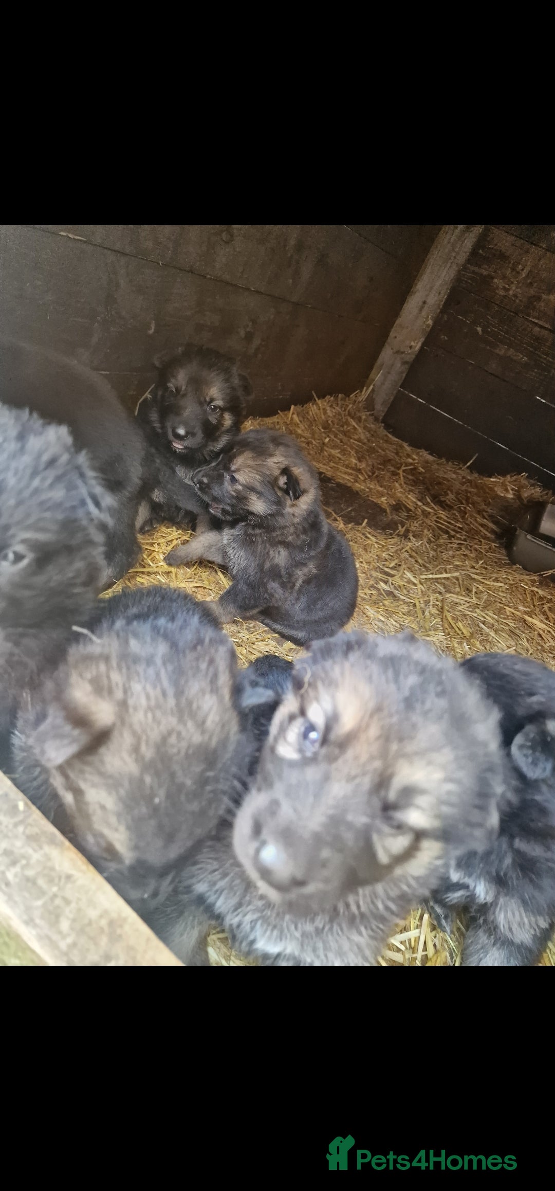 German Shepherd dogs for sale: German shepherd pups, HULL - Image 1