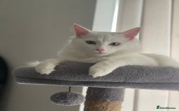 Ragdoll cats for sale: Snow White Ragdoll cat with mother - Image 3