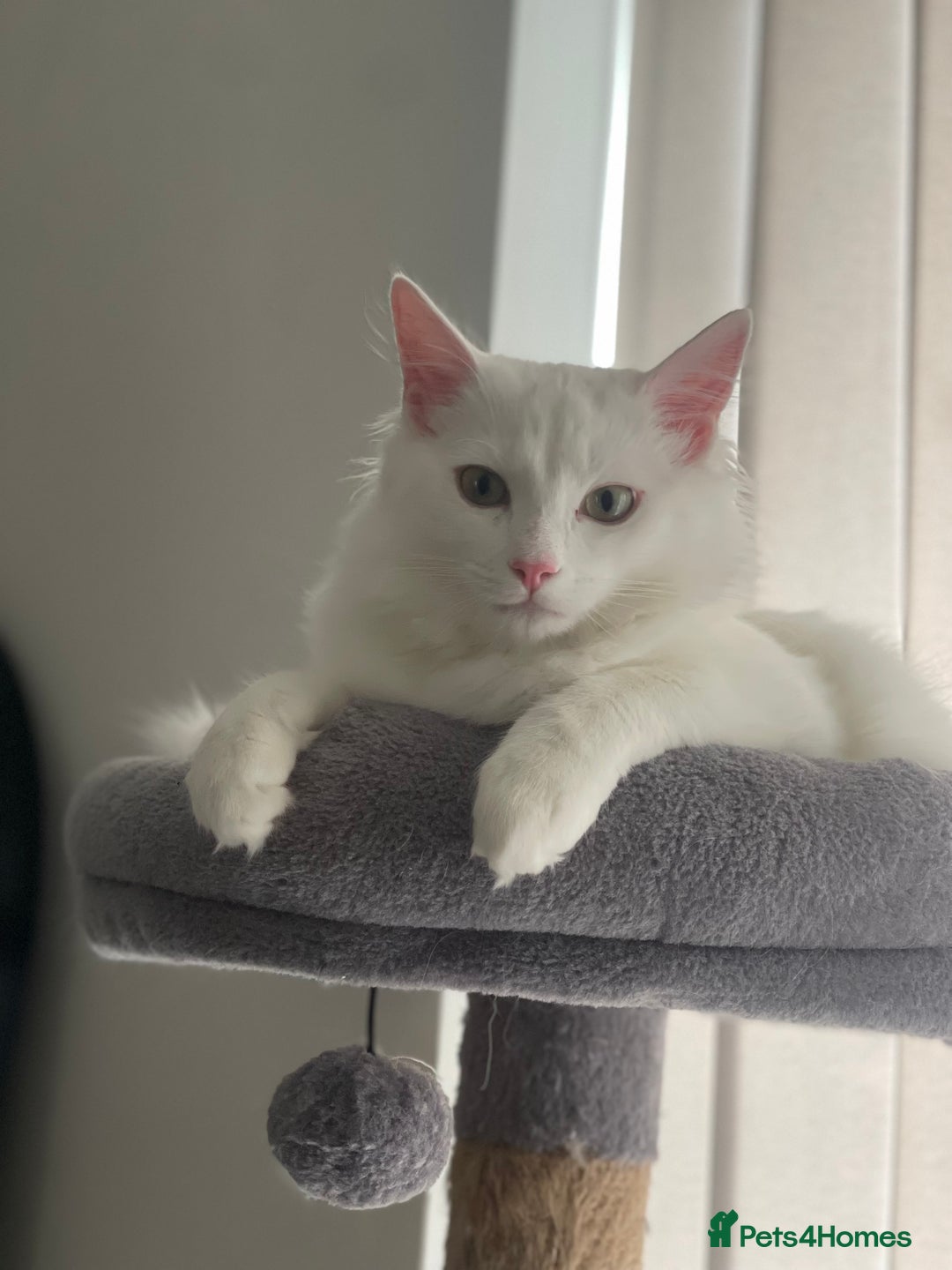Ragdoll cats for sale: Snow White Ragdoll cat with mother - Image 3