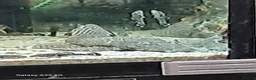Plecos fish for sale: Juvenile common plecos bristlenose  in Gateshead - Advert 3