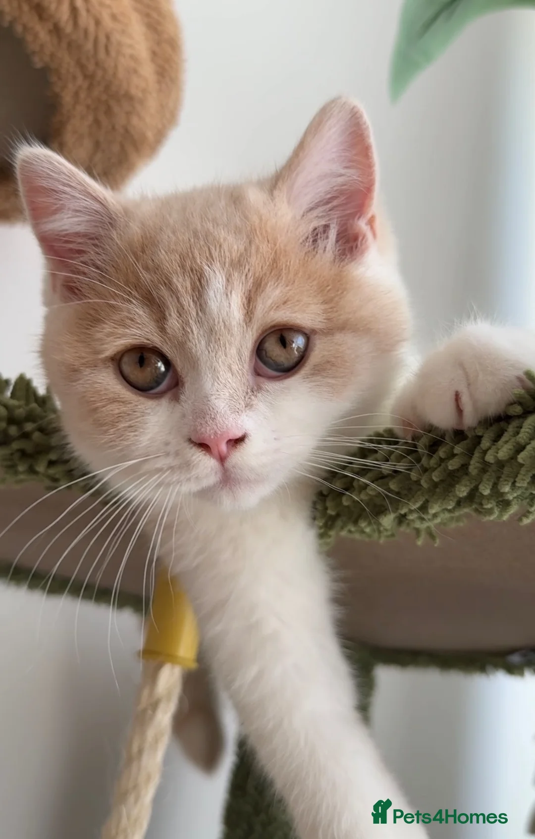 British Shorthair cats for sale: BSH CREAM BİCOLOUR MALE CHAMPION BLOODLİNE in Barking - Advert 2
