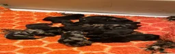 Beauceron dogs for sale: Beauceron puppies in Radstock - Advert 3