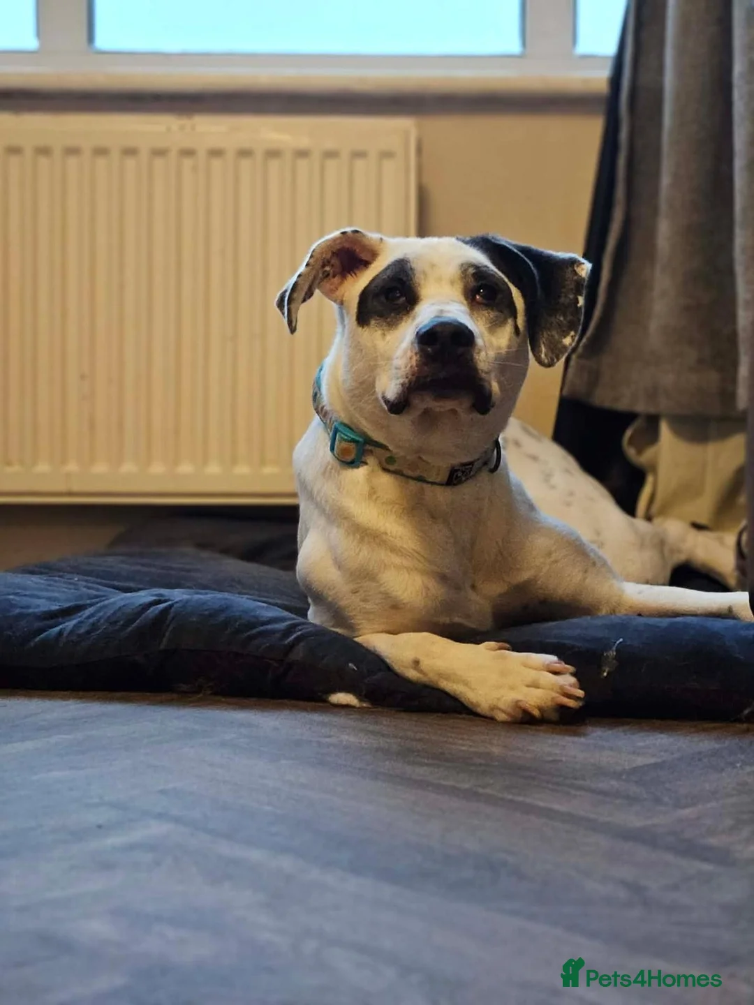 Mixed Breed dogs for adoption: Flipper for adoption in Hastings - Advert 2