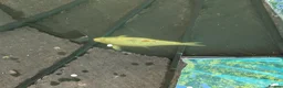 Koi Carp fish for sale: Japanese Koi Carp x 3 huge Golden Orfe x 1 - Advert 7
