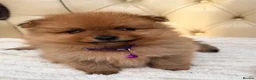 Pomeranian dogs for sale: Fluffy Pomeranian Puppies  - Advert 4