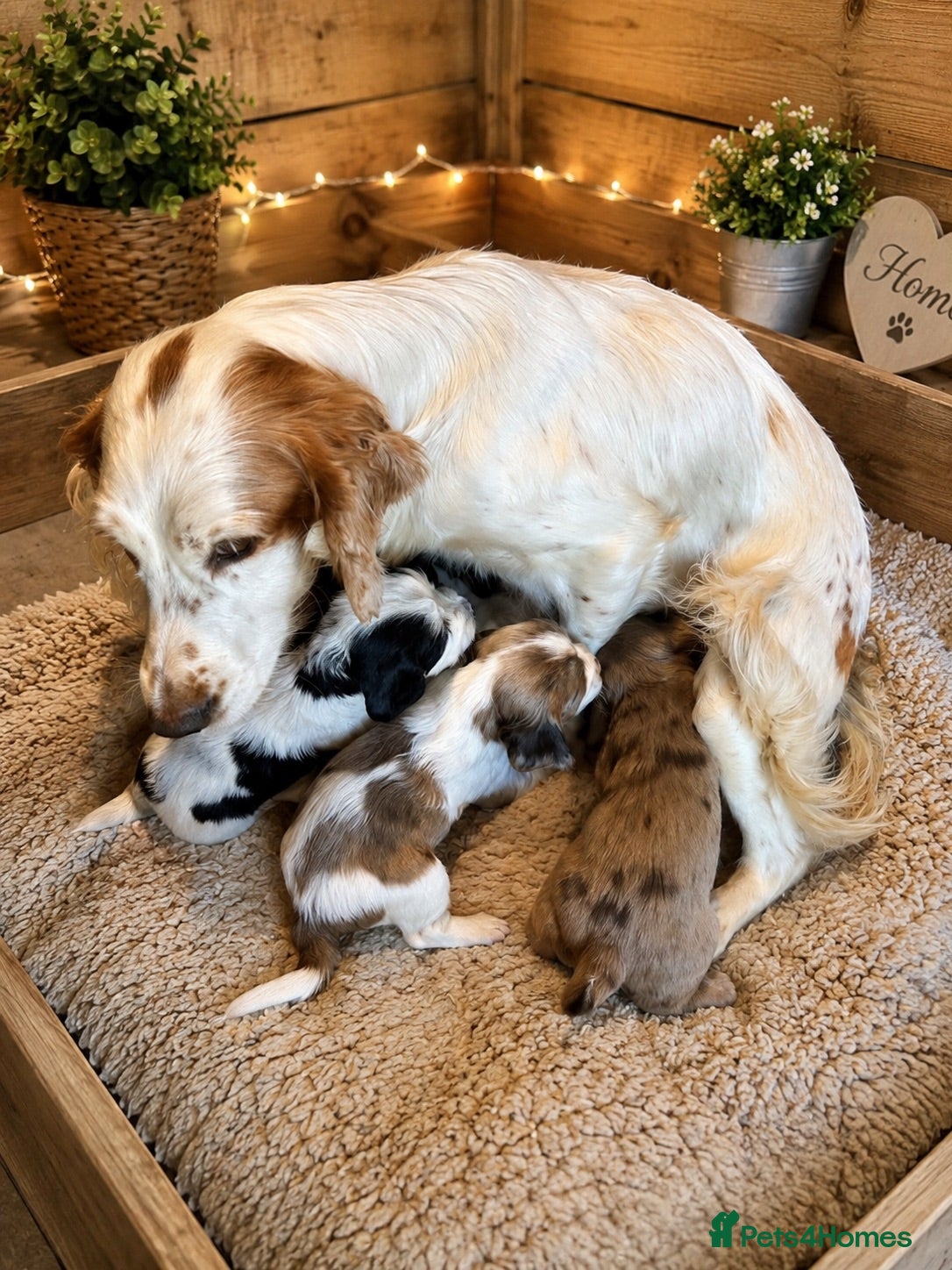 Cocker Spaniel dogs Beautiful Cocker Spaniel Puppies 🐶 - Advert 1