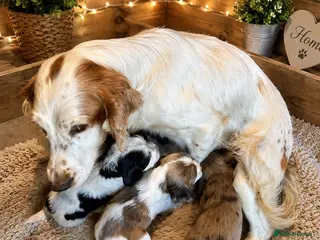 Cocker Spaniel dogs Beautiful Cocker Spaniel Puppies 🐶 - Advert 1