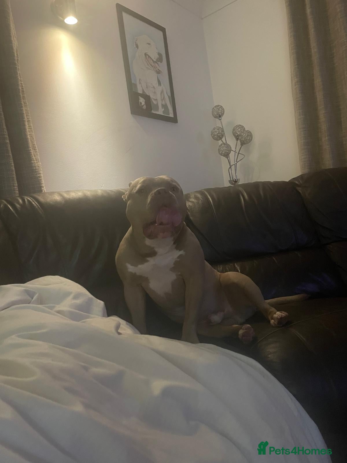 Staffordshire Bull Terrier dogs Kushi  - Advert 5