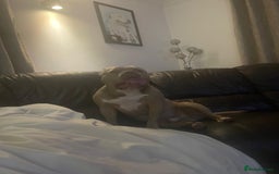 Staffordshire Bull Terrier dogs for sale: Kushi  - Image 1