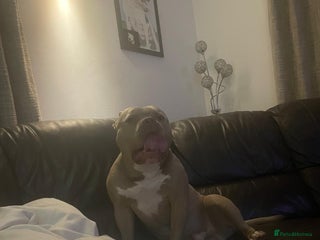 Staffordshire Bull Terrier dogs - Advert 3