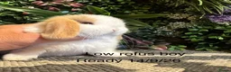 Mini Lop rabbits for sale: 🐰Pure breed mini lops ready to go 🐰 - Advert 1