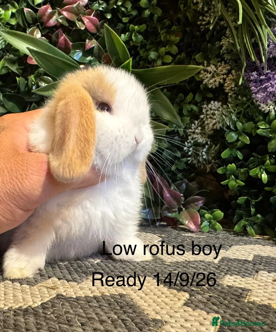 Mini Lop rabbits for sale: 🐰Pure breed mini lops ready to go 🐰 - Advert 1