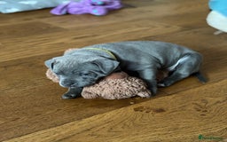 Staffordshire Bull Terrier dogs for sale: REDUCED * Kc registered Staffordshire blue terrier - Image 21