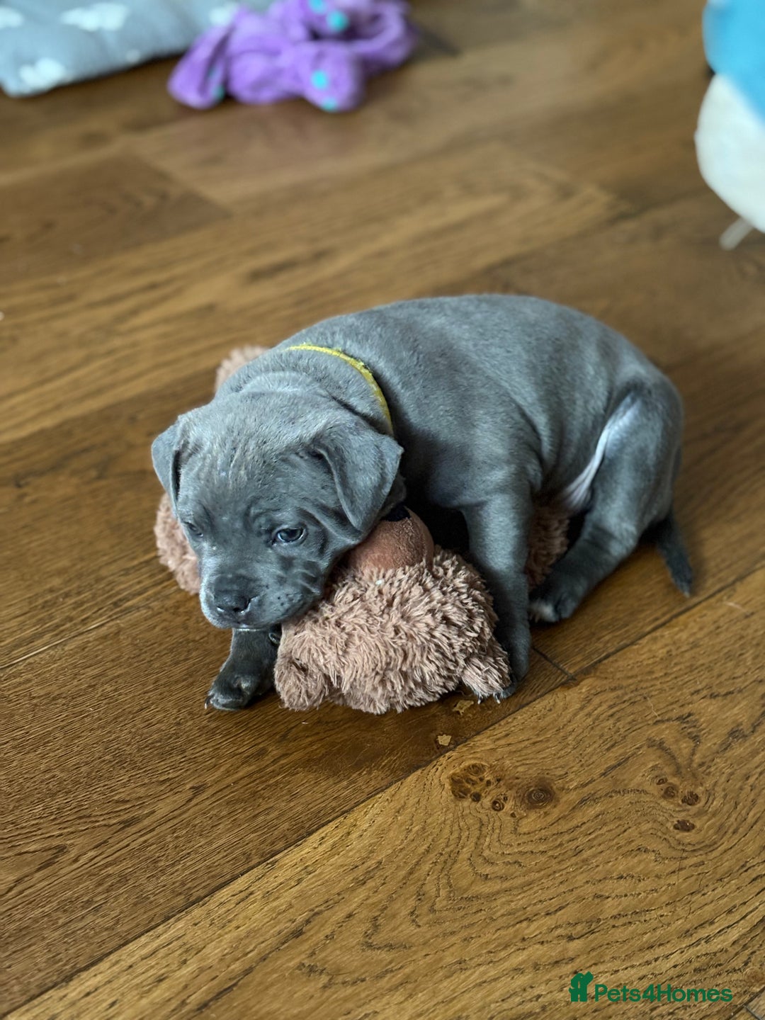 Staffordshire Bull Terrier dogs for sale: REDUCED * Kc registered Staffordshire blue terrier - Image 21