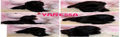 Vanessa