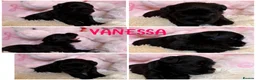 Miniature Schnauzer dogs for sale: Amazing Miniature Schnauzer puppies  - Advert 5
