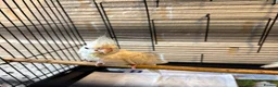 Cockatiels birds for sale: Baby Cockatiels- Albino White - Advert 8
