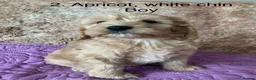 Cockapoo dogs for sale: Beautiful Cockapoo F1 puppies  - Advert 5