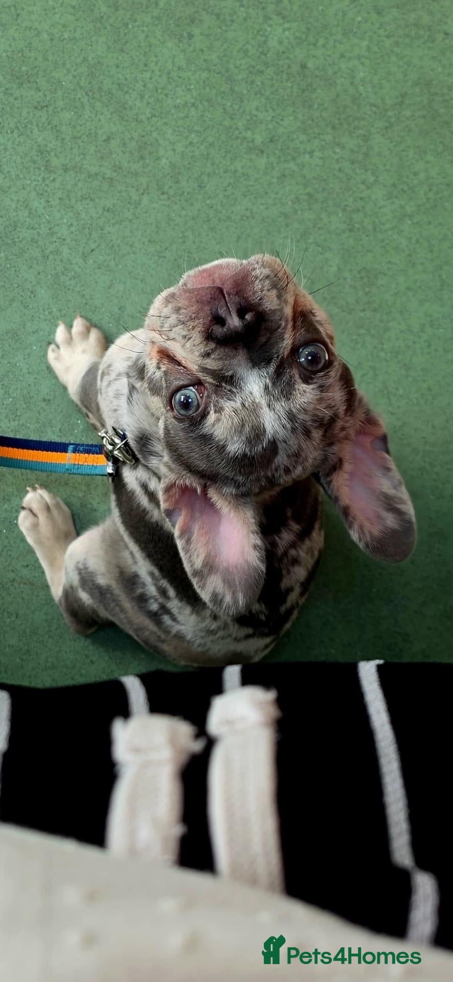 French Bulldog dogs French bulldog, 1 girl left  - Advert 6