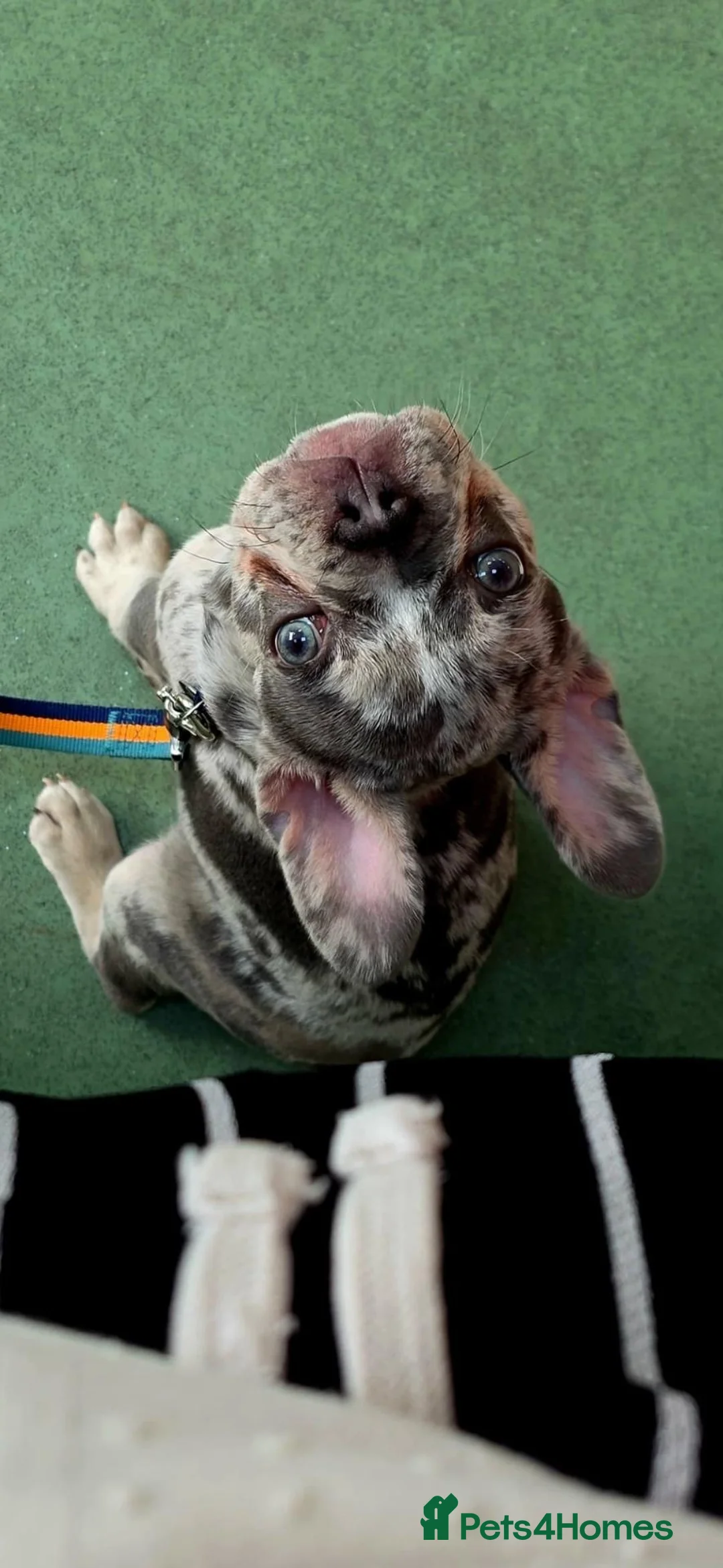 French Bulldog dogs for sale: French bulldog, 1 girl left  - Advert 1