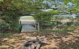 Alapaha Blue Blood Bulldog dogs for sale: Blue Merle with one blue and one green eye Female - Advert 5