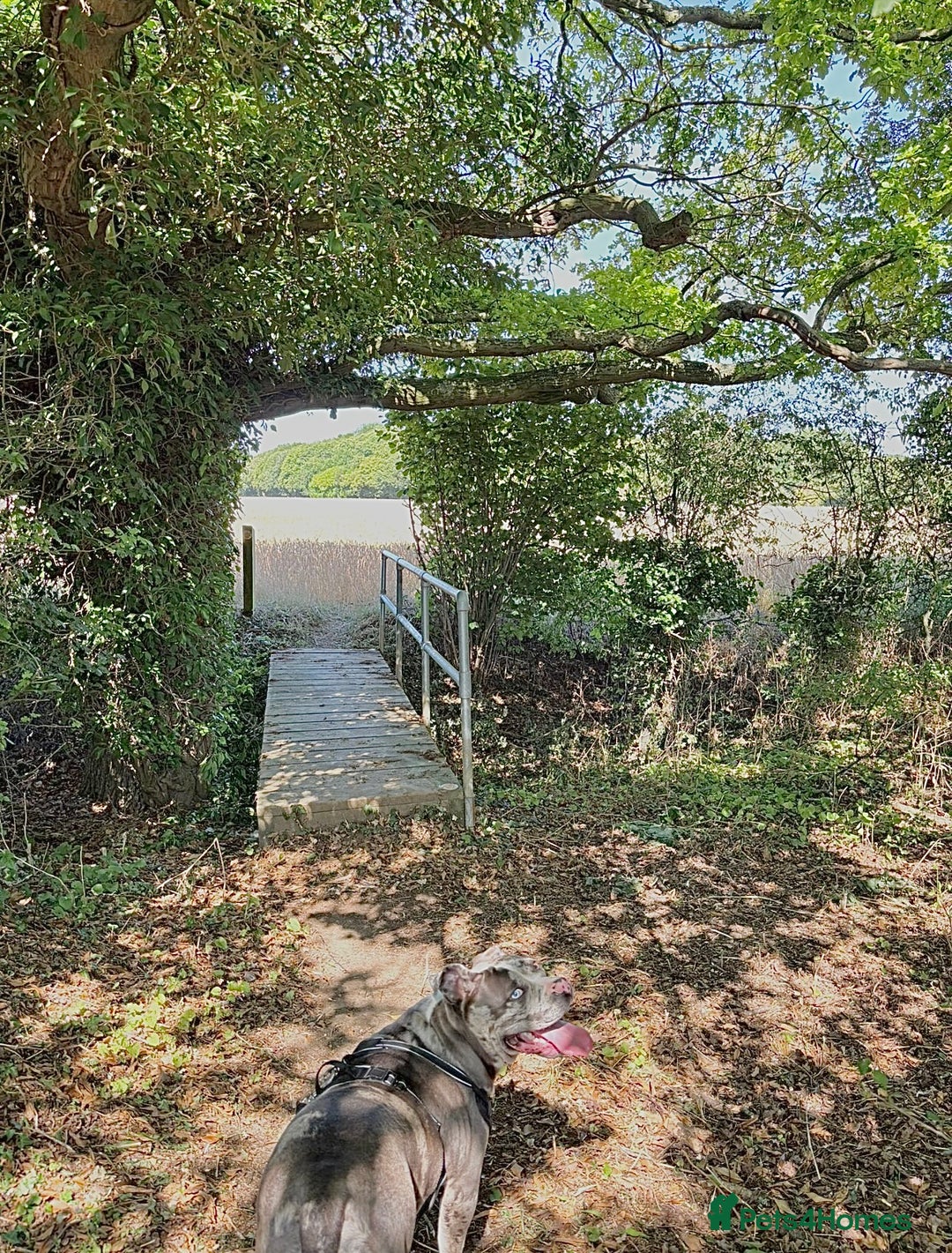 Alapaha Blue Blood Bulldog dogs for sale: Blue Merle with one blue and one green eye Female - Advert 5