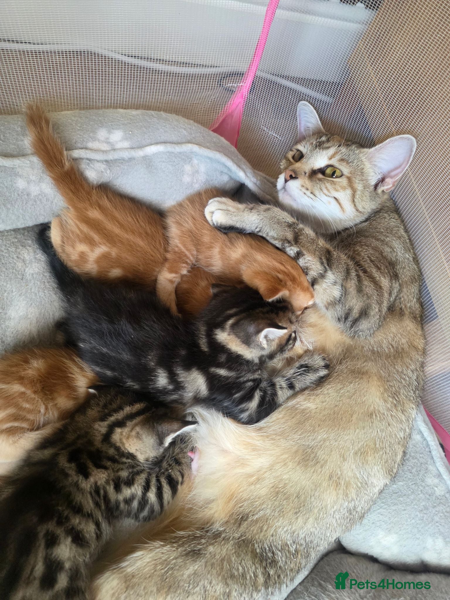 Mixed Breed cats Tabby kittens - Advert 1