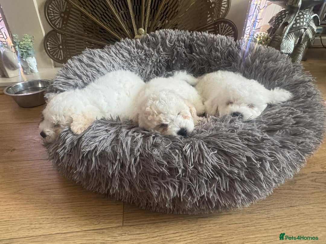 Bichon Frise dogs for sale: Bichon frise puppies 2 boys 1 girl - Image 4