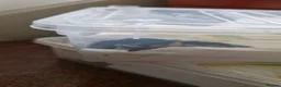 Tarantulas invertebrates for sale: Blue island Baboon Tarantula in Basingstoke - Advert 3