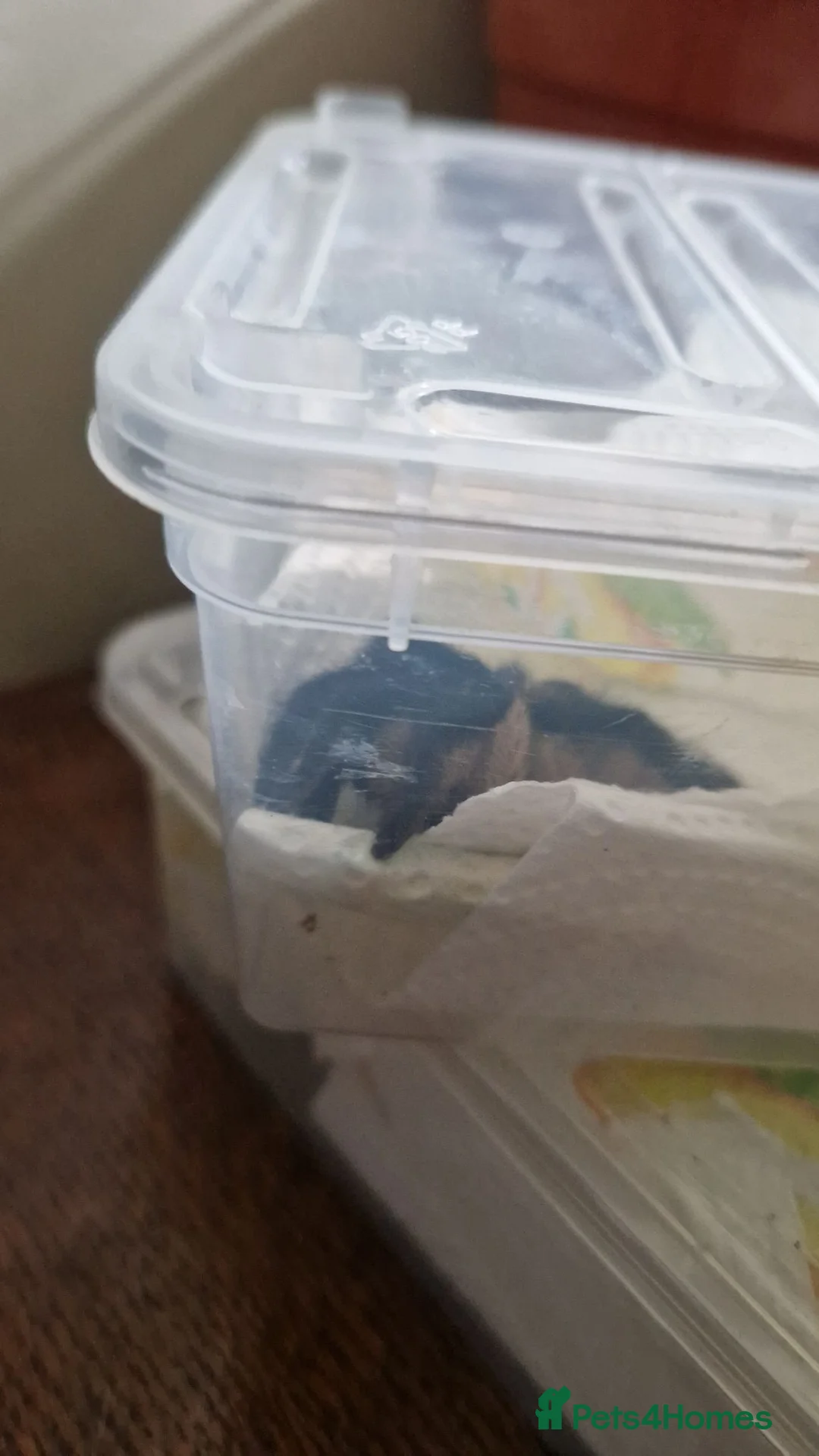 Tarantulas invertebrates for sale: Blue island Baboon Tarantula in Basingstoke - Advert 3