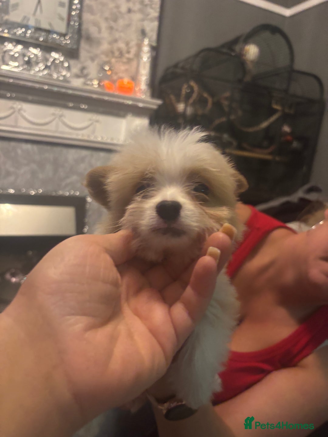 Mixed Breed dogs for sale: Chorkie-apso puppies  - Advert 27