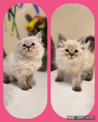 Ragdoll cats Ready now x - Advert 15