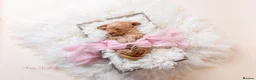 Mini Goldendoodle dogs for sale: F1 HEALTH TESTED, 5* BREEDER & POLICE DOG TRAINER - Advert 10