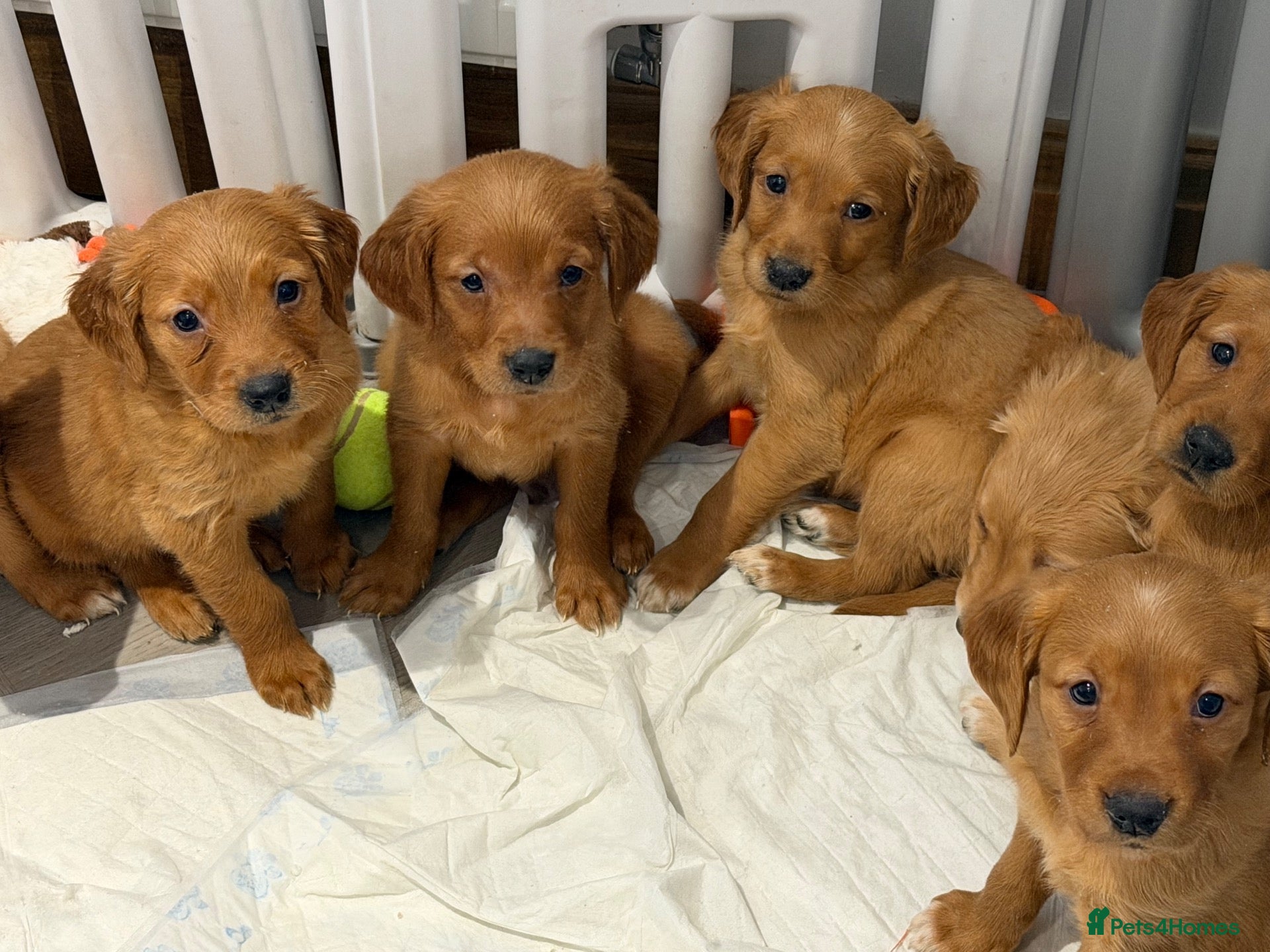 Golden Retriever dogs for sale: Outstanding litter of beautiful health tested pups - Advert 16