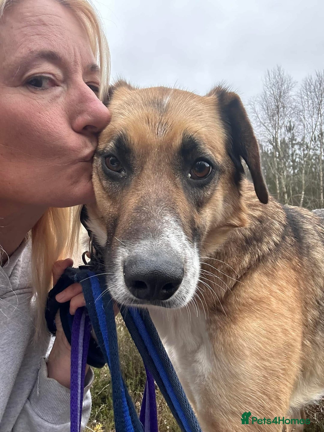 Mixed Breed dogs for adoption: Teddy - Norwich Norfolk  in Norwich - Image 11