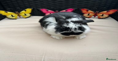 Lionhead rabbits in Halstead - Advert 8