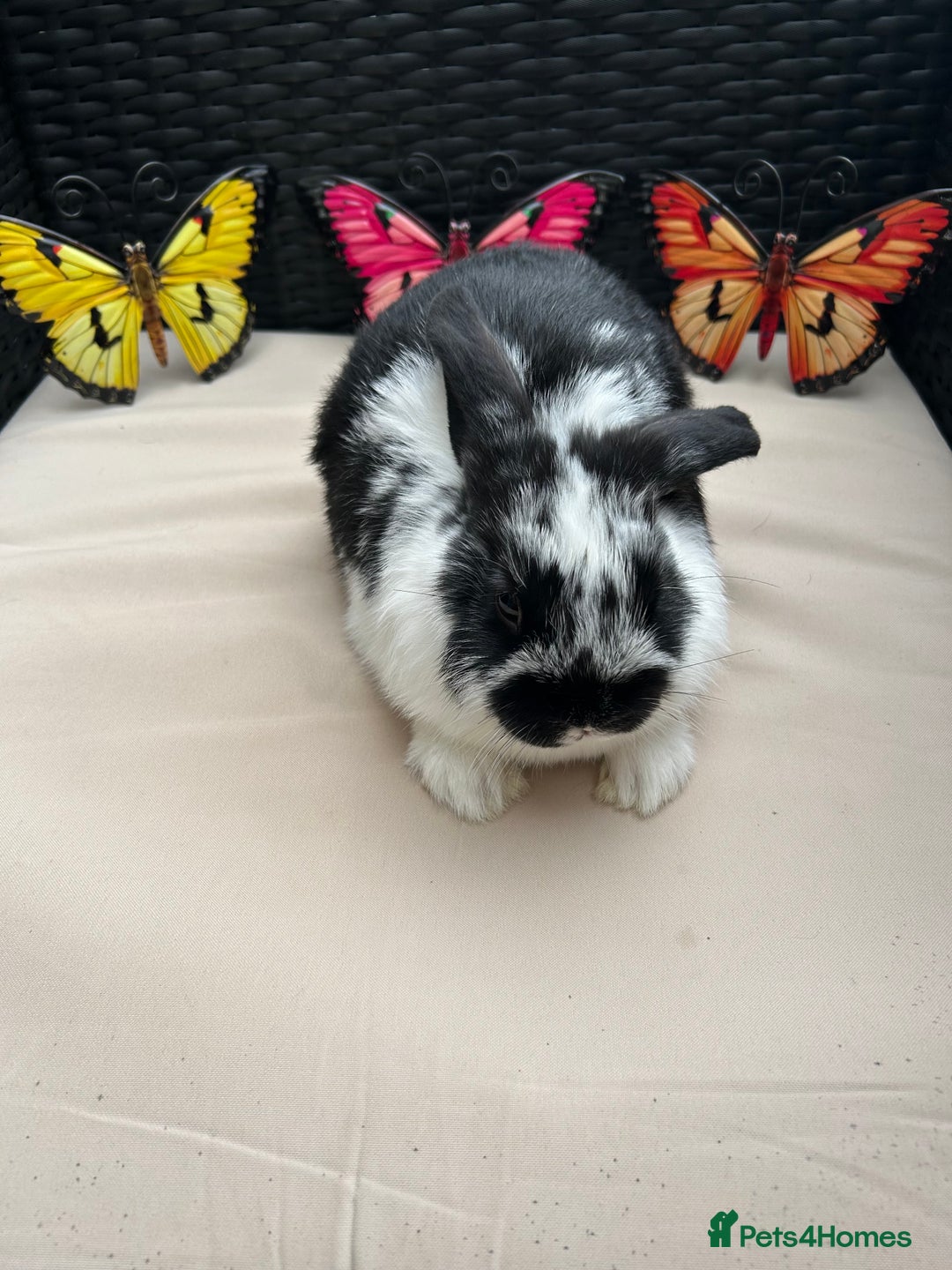 Lionhead rabbits for sale: ⭐️Pure Breed lionheads⭐️ in Halstead - Image 3