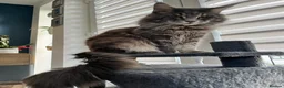 Maine Coon cats for sale: Maine coon kittens available for reservation  - Advert 14