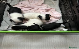 Mixed Breed dogs for sale: Jack Chi - Advert 3