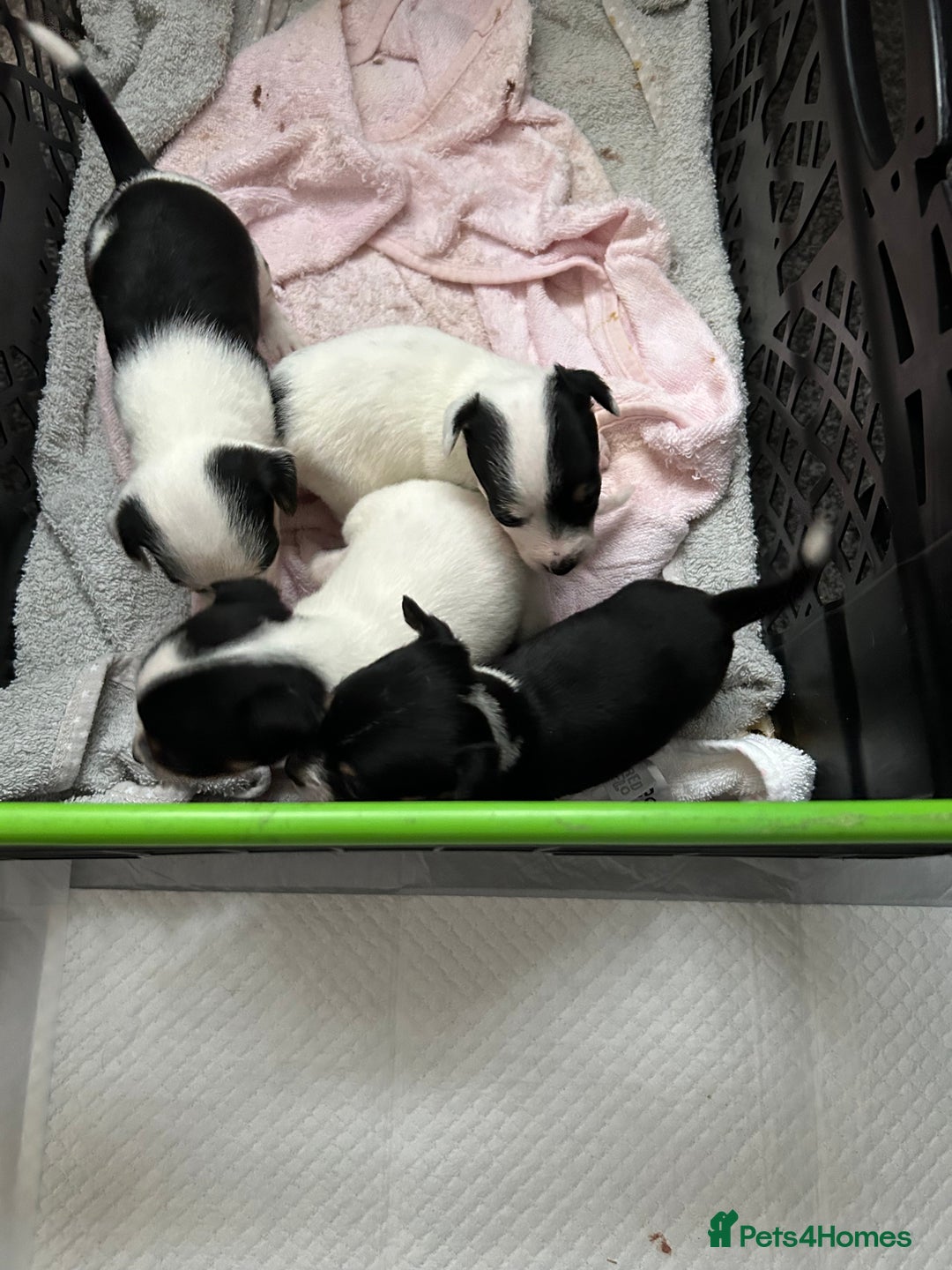 Mixed Breed dogs for sale: Jack Chi - Advert 3