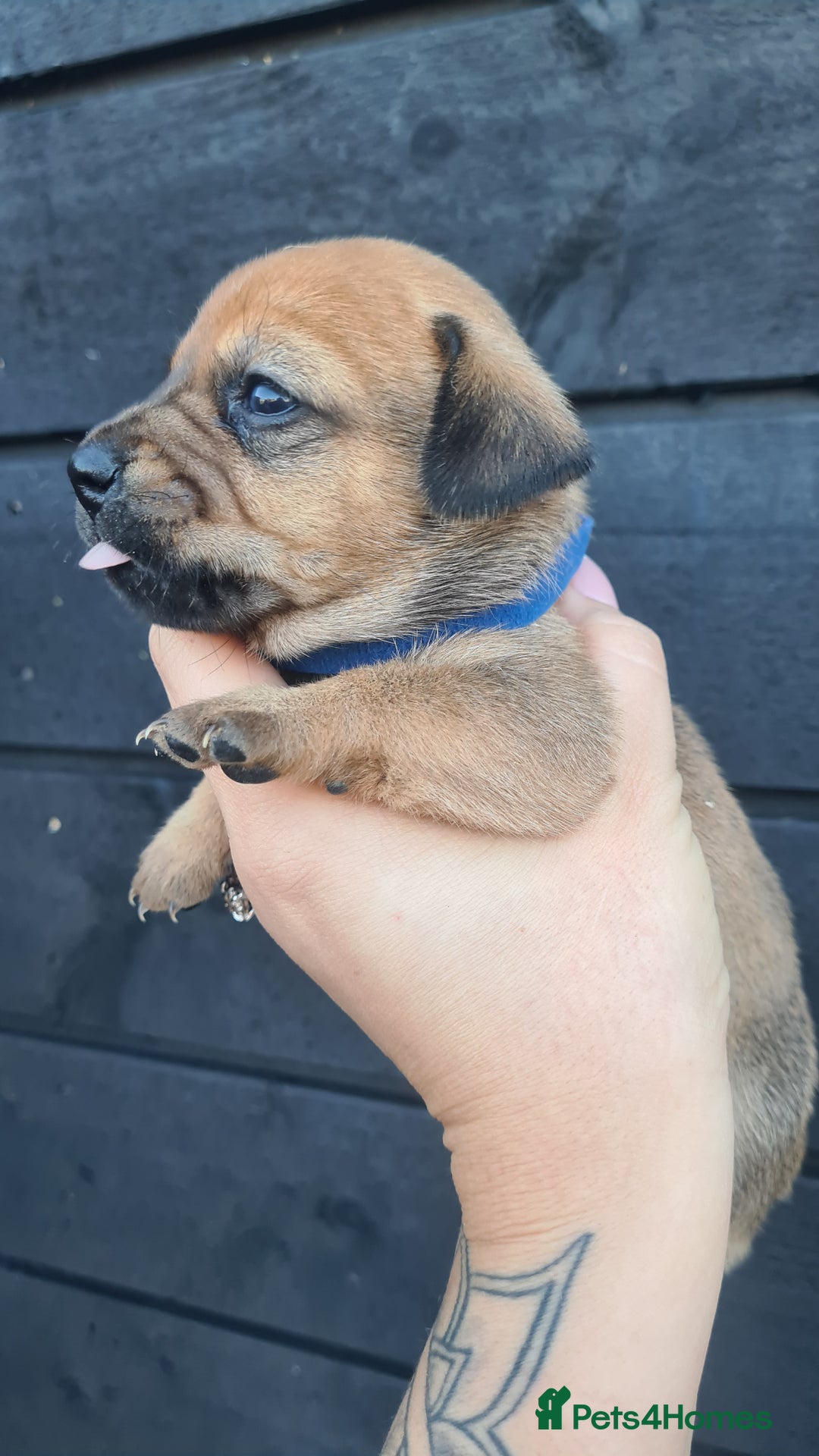 Mixed Breed dogs for sale: Patterjack x daxies pups available  - Advert 8