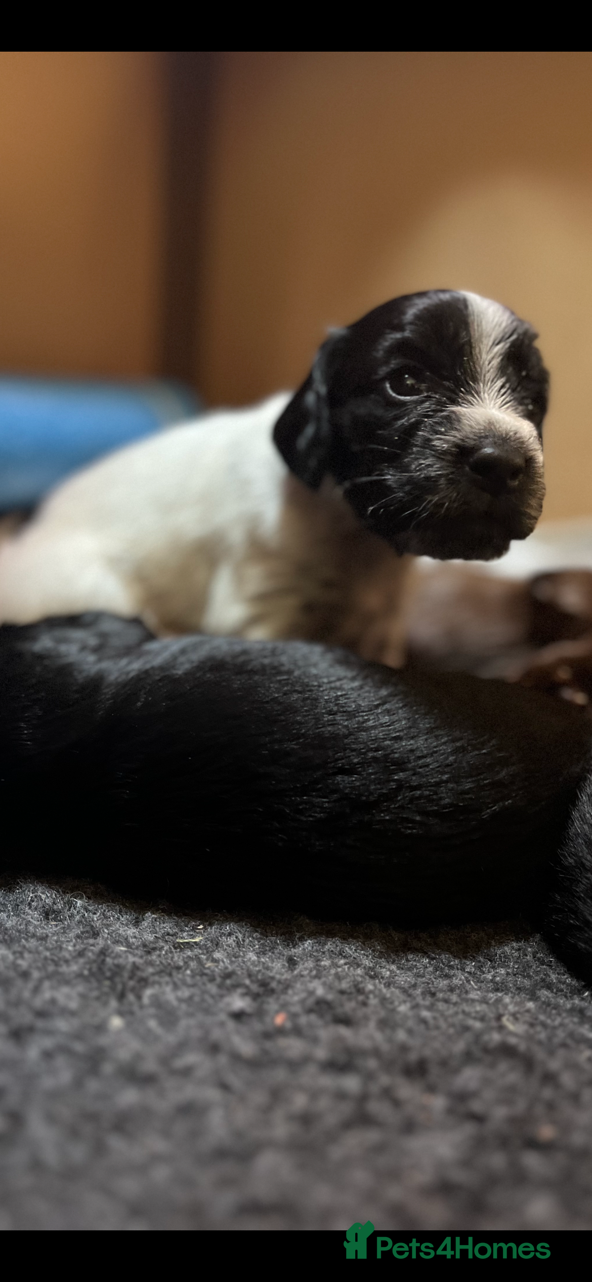 Cocker Spaniel dogs Working Cocker Spaniel Puppies for Sale - Advert 2