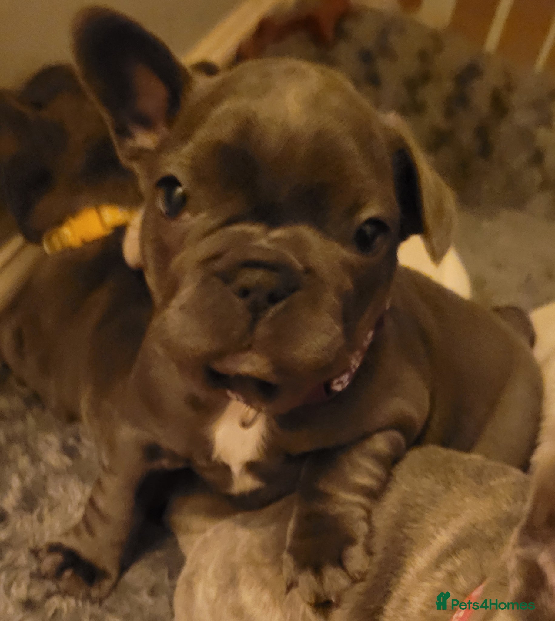 French Bulldog dogs Frenchie babies looking for their forever homes - Advert 2