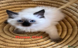 Ragdoll cats for sale: Quick sale - Image 1